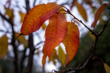 Orange cherry tree leaves in autumn, close up
