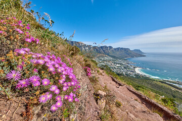 Purple fynbos flowers blossoming and blooming on a famous tourism hiking trail on Table Mountain National Park in Cape Town, South Africa. Plant life growing and flowering in nature reserve abroad