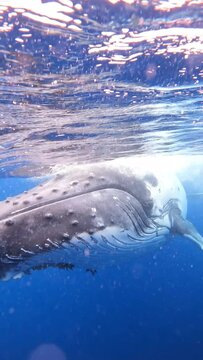 Humpback whale in vava'u ,tonga