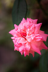 Fototapeta premium pink rose in the garden