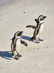 Fototapeta premium Two black footed African penguins on sand beach, breeding colony or coast conservation reserve in South Africa together. Endangered waterbirds, aquatic sea and ocean wildlife, protected for tourism