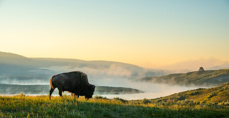Bison Walks Toward The Foggy Yellowstone River - obrazy, fototapety, plakaty