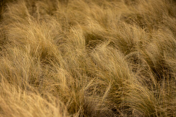 Bright Yellow Grasses Fill Small Field In The Chisos Mountains Of Big Bend