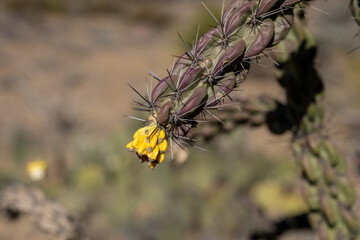 Bright Yellow Growth Of New Chain Link Cactus on Tree Cholla