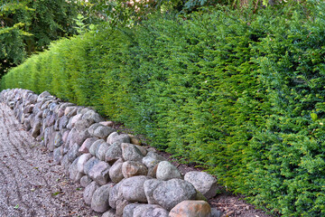 Landscaping with rocks and ferns as a boundary wall with copy space. Plants and shrubs growing in a...