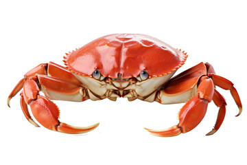 snow crab isolated on transparent background