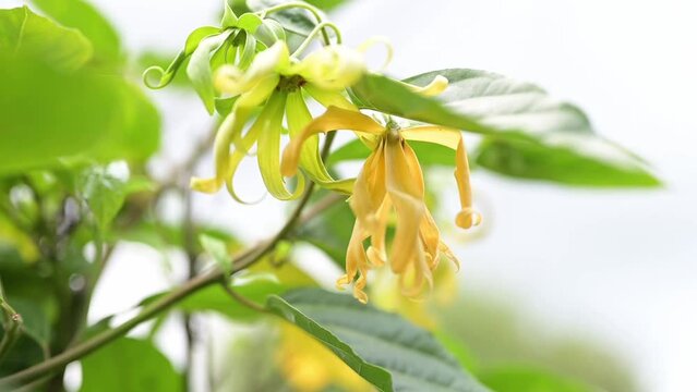 Blooming ylang-ylang flower hanging on a tree moving in the wind. Ylang-ylang flower with rain drop swaying in the wind.