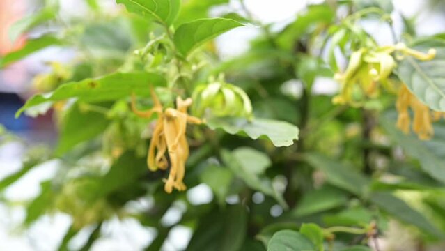 Closeup scene of moving to ylang-ylang flower with leaves hanging in a tree.