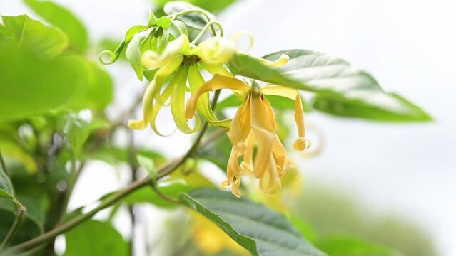 Natural background with ylang - ylang flower, ylang-ylang