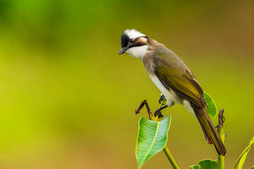 Light vented bulbul perched bird closeup 
