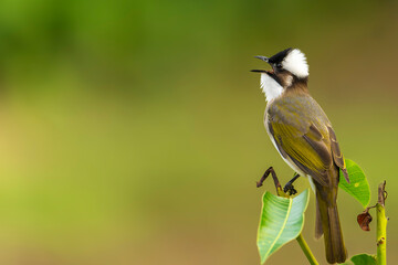 Light vented bulbul perched closeup portrait bird
