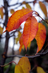 Orange cherry tree leaves in autumn, close up