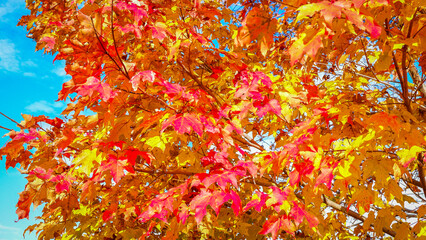 colorful leaves