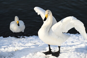 Fototapeta premium 雪の上ではばたく白鳥