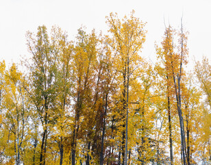 Fototapeta premium autumn trees in the park
