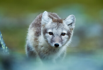 Arctic Fox - Svalbard - obrazy, fototapety, plakaty