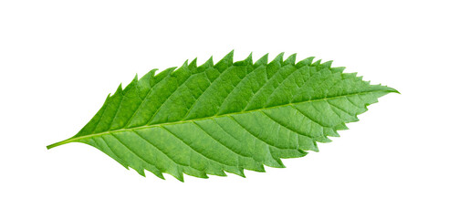 Fototapeta premium Green leaves isolated on transparent background, PNG file