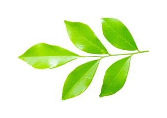 Green leaves branch isolated on transparent background PNG file