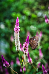 Beautiful scenery of butterflies fluttering between flowers.