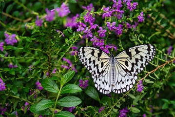 Beautiful scenery of butterflies fluttering between flowers.