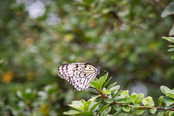 Beautiful scenery of butterflies fluttering between flowers.