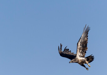 Fototapeta premium Juvenile Bald Eagle