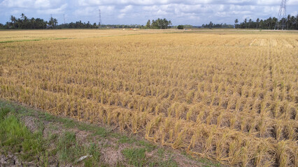Aerial view of vast rice fields ready to be harvested in Kalimantan