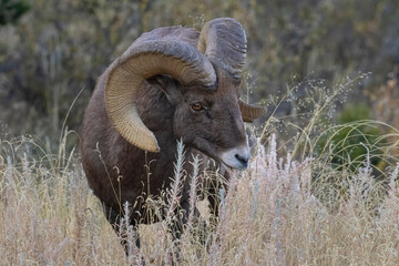 Bighorn Sheep in Garden of the Gods