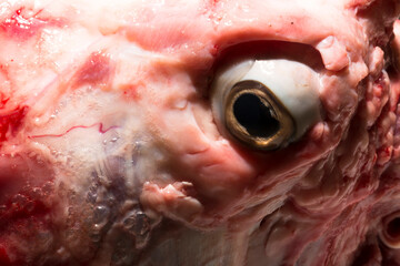 Sheep meat in water. The head of the animal without the skin. The eye of a slaughtered animal....