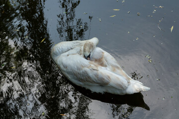 Obraz premium The mute swan (Cygnus olor). The bird swims on the water surface of the pond.