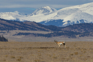 Pronghorn Antelope in South Park
