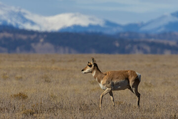 Fototapeta premium Pronghorn Antelope in South Park
