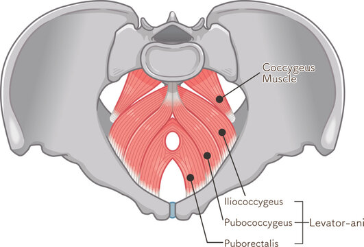 骨盤底筋群、pelvic floor muscles、骨盤、筋肉、イラスト、illustration