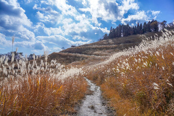 Fototapeta na wymiar 青空バックに見る砥峰高原のススキに覆われた秋の遊歩道の情景
