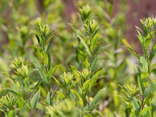 Obraz premium ホソバオケラ