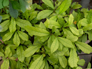 ミラクルフルーツ