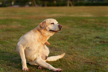 ラブラドールレトリバー
