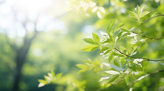 Leaves dance gracefully in the gentle spring breeze