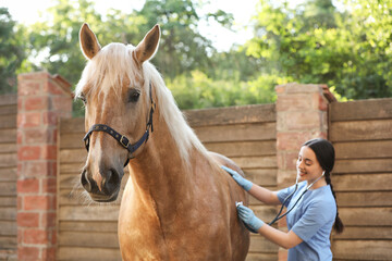 Veterinarian listening to horse with stethoscope outdoors. Pet care