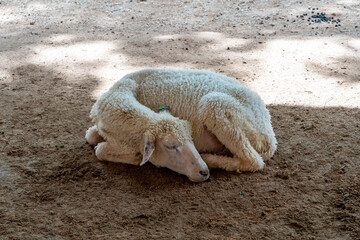 A white sheep sleeps, curled up, lying on the ground in the shade of a tree in hot sunny weather.