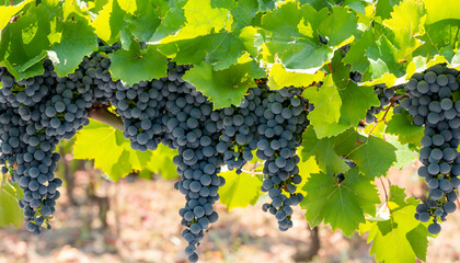 Large bunches of blue grapes hang on a vine in a vineyard.