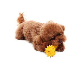 Cute Maltipoo dog playing with toy on white background. Lovely pet
