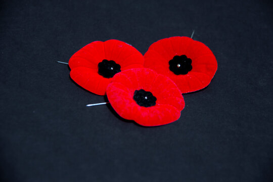 Remembrance Day poppy flowers