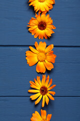 Beautiful fresh calendula flowers on blue wooden table, flat lay