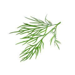 Sprig of fresh dill isolated on white