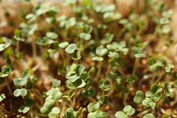 Growing microgreens. Many sprouted mustard seeds as background, closeup