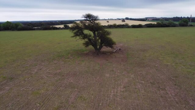 Vista a&eacute;rea de un gr&aacute;n &aacute;rbol en la llanura de un campo 