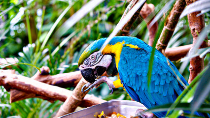 blue and gold macaw © Heather