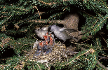 capinera (Sylvia atricapilla) blackcap