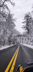 Snow covered trees by road